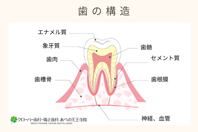 歯の構造